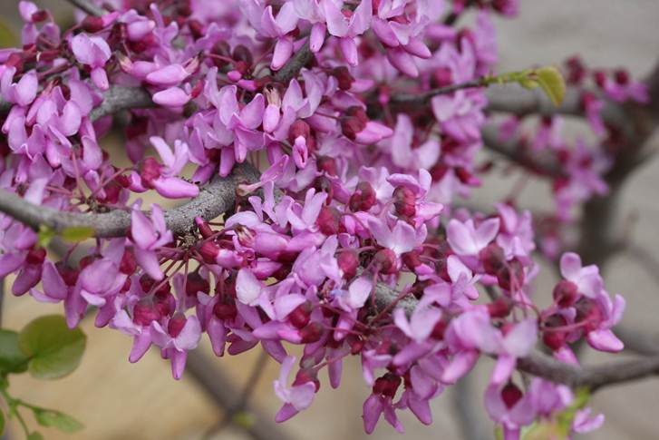 Two years ago I planted a Texas redbud tree just off my back porch, and it really busted out with flowers this spring. 